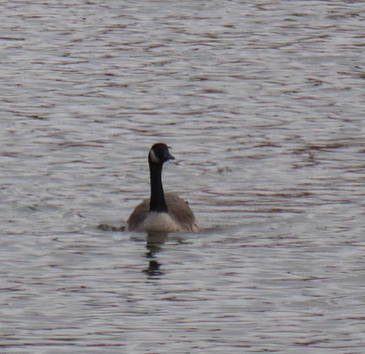 Canada Goose - ML644147106