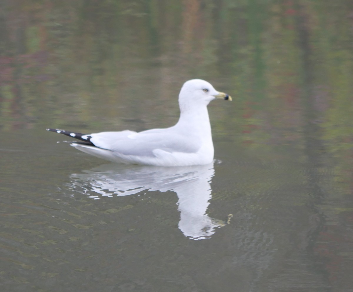 Ring-billed Gull - ML644147127