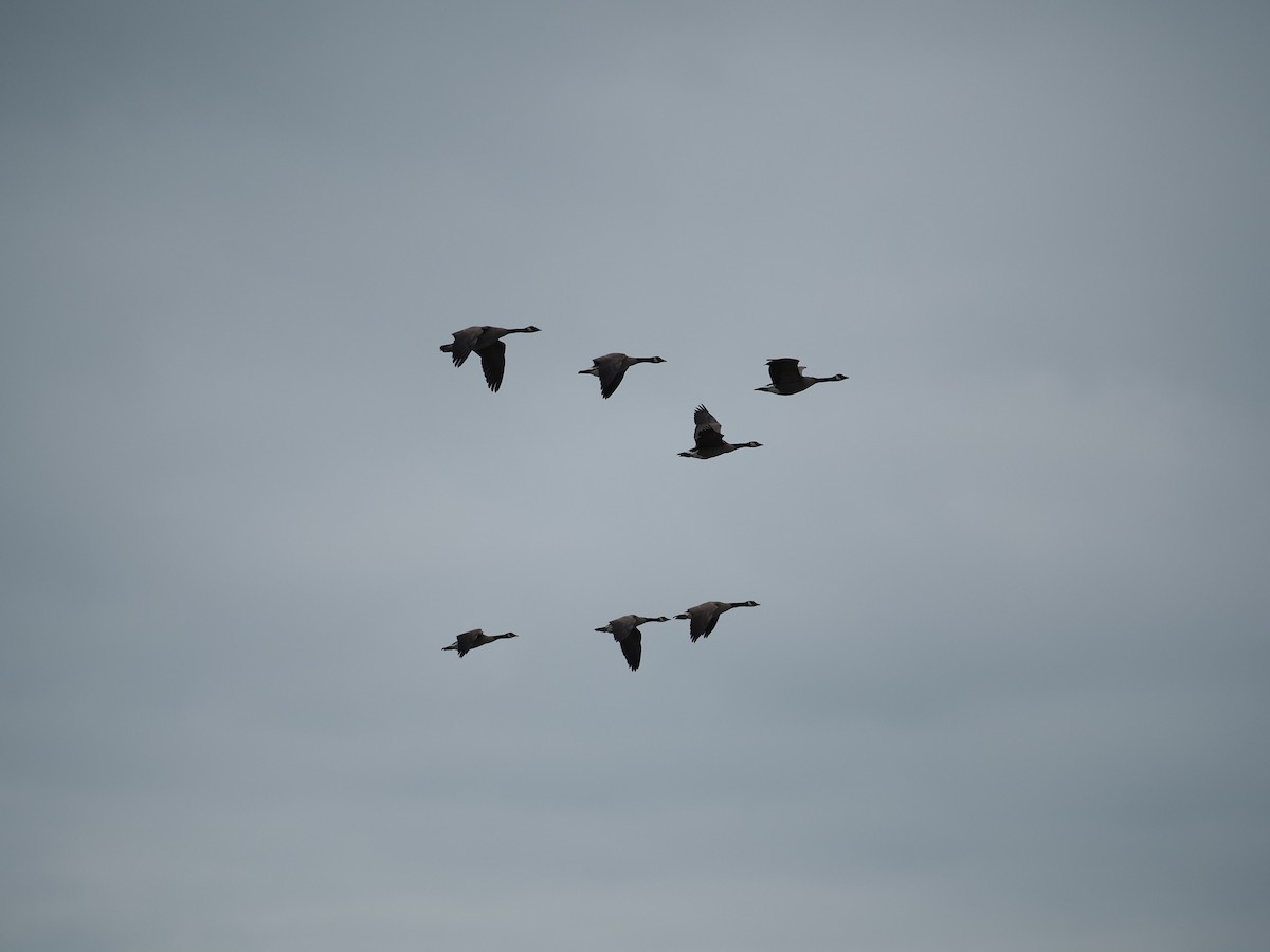 Canada Goose - ML644147132