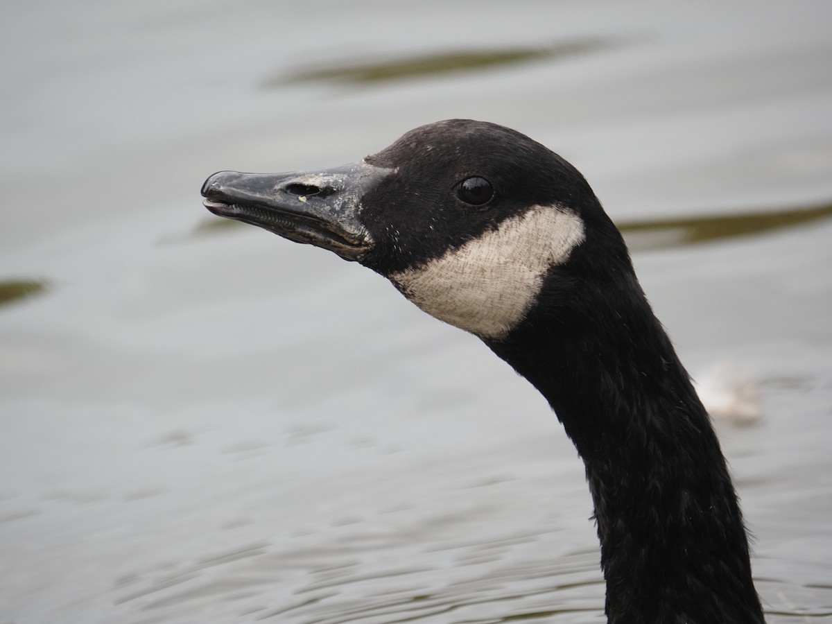 Canada Goose - ML644147133