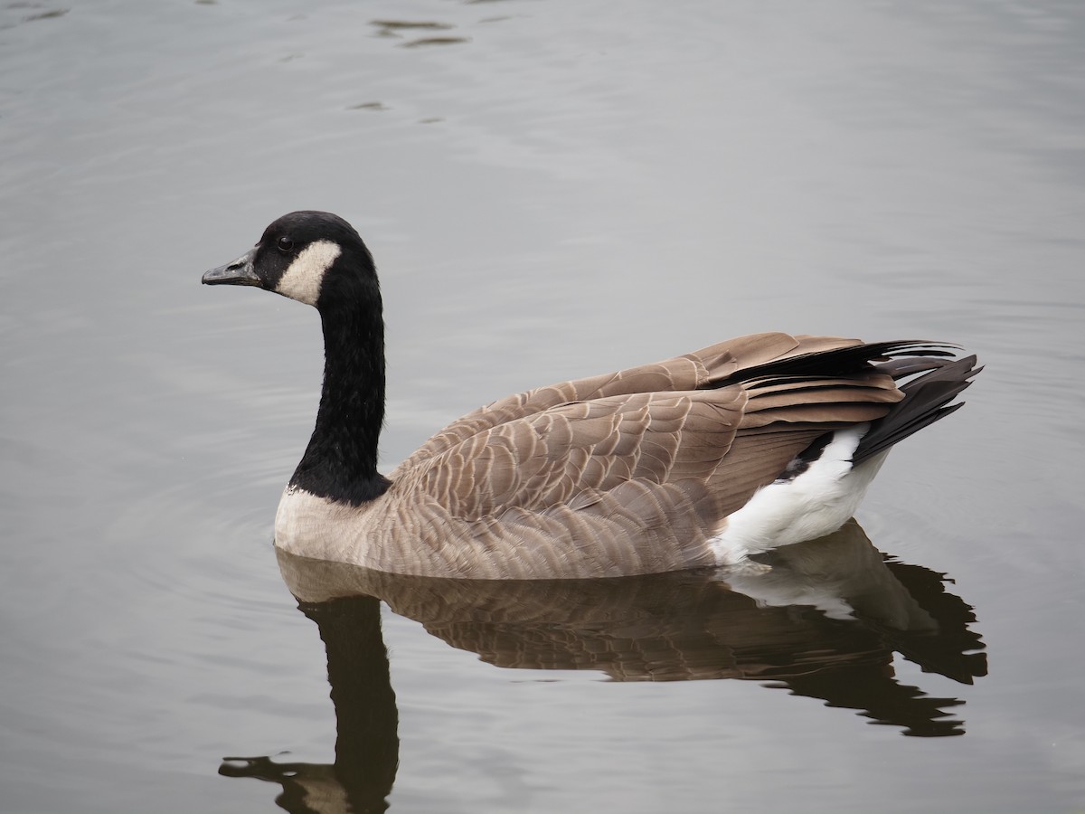 Canada Goose - ML644147134