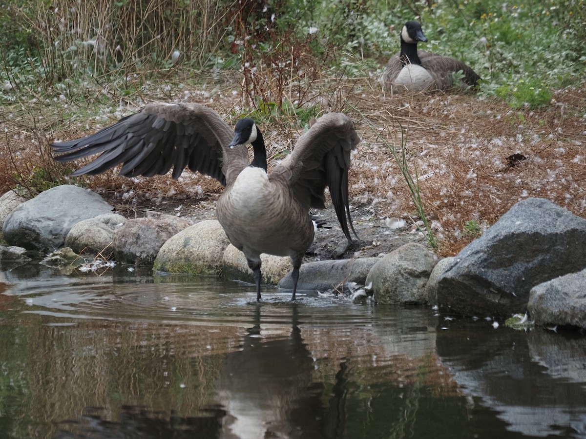 Canada Goose - ML644147135