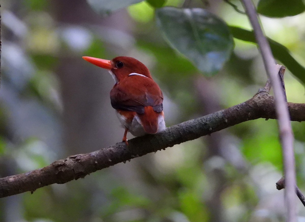Martin-pêcheur malgache - ML644147142