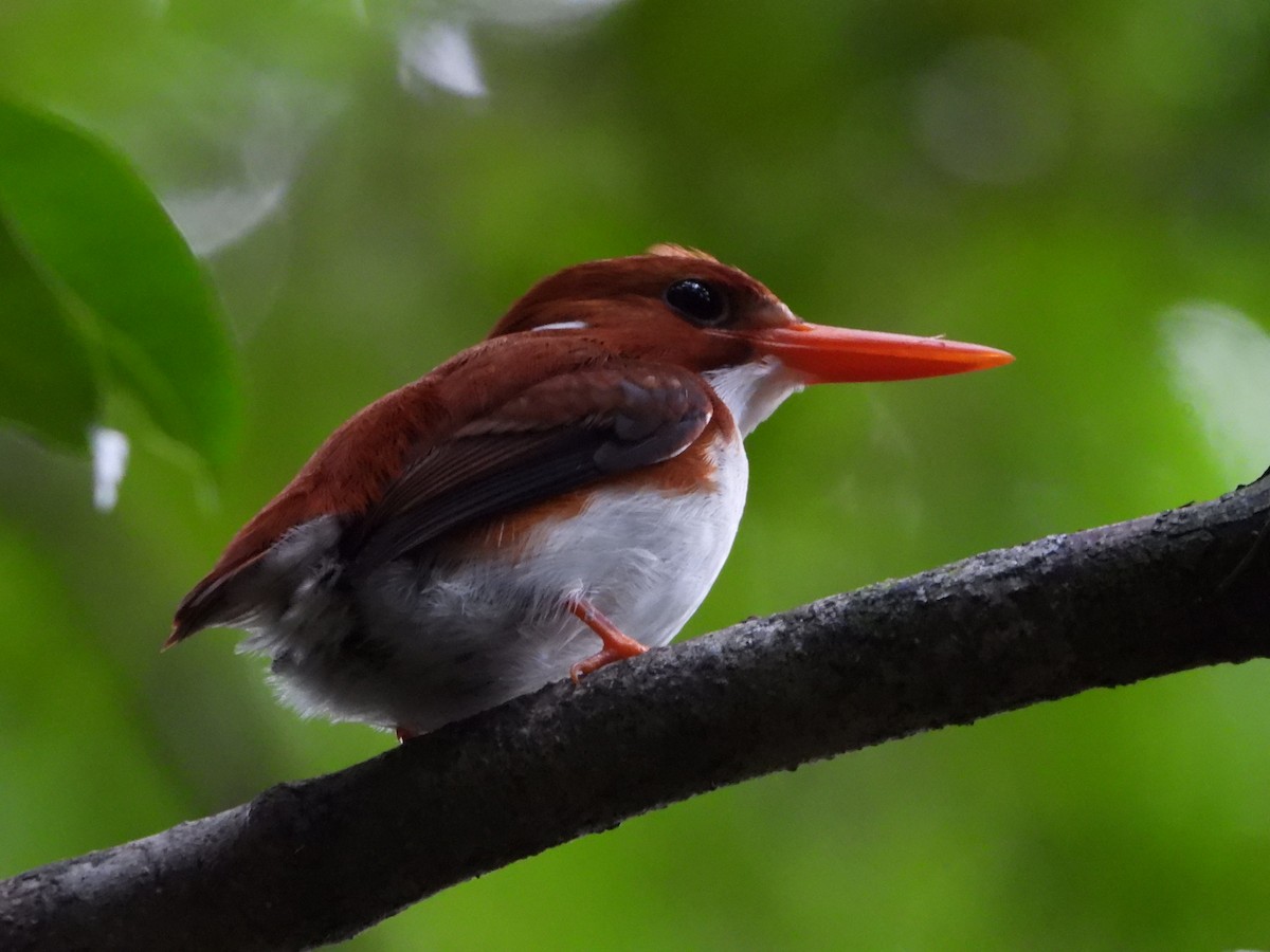 Martin-pêcheur malgache - ML644147143