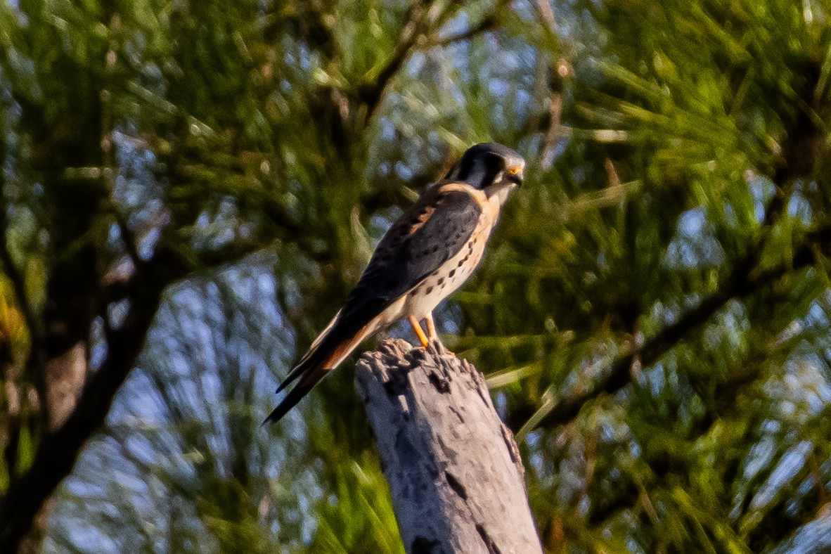 American Kestrel - ML644147145
