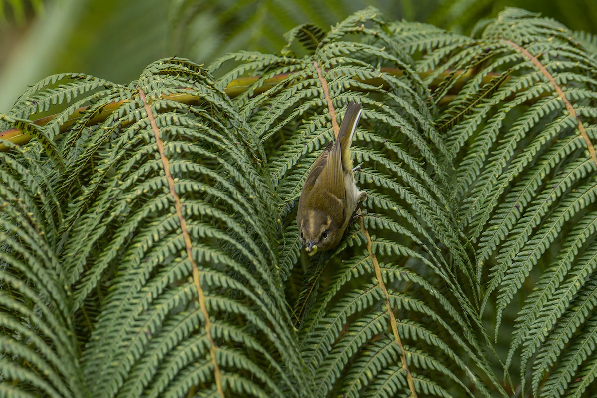 Lompobattang Leaf Warbler - ML644147147