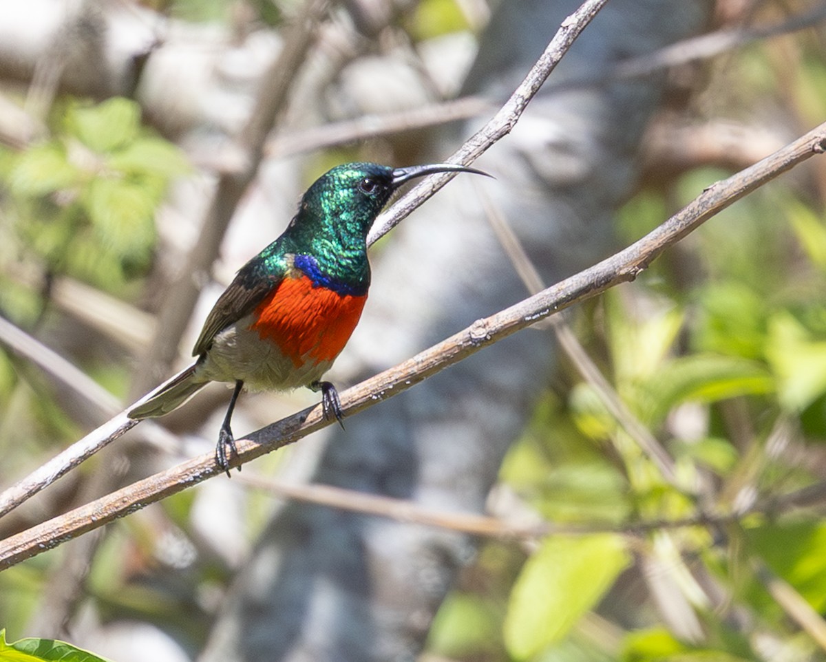 bredbeltesolfugl - ML644147156