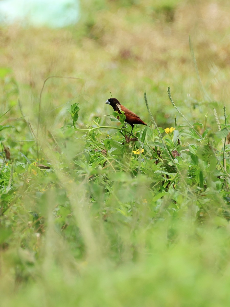 Chestnut Munia - ML644147159