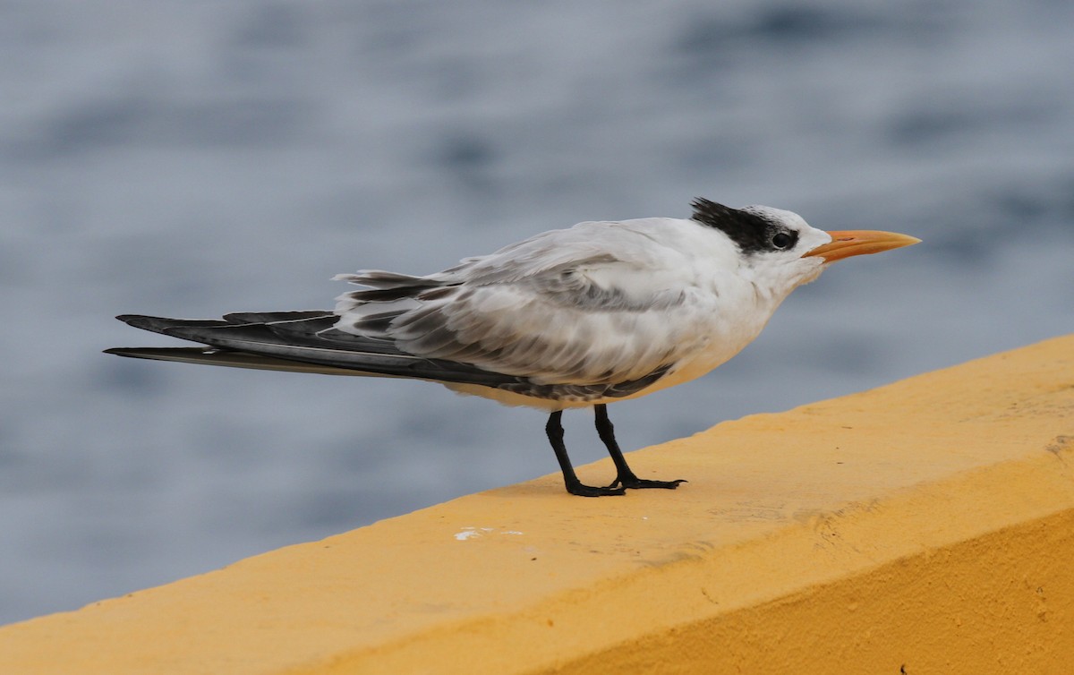 Königsseeschwalbe - ML644147161