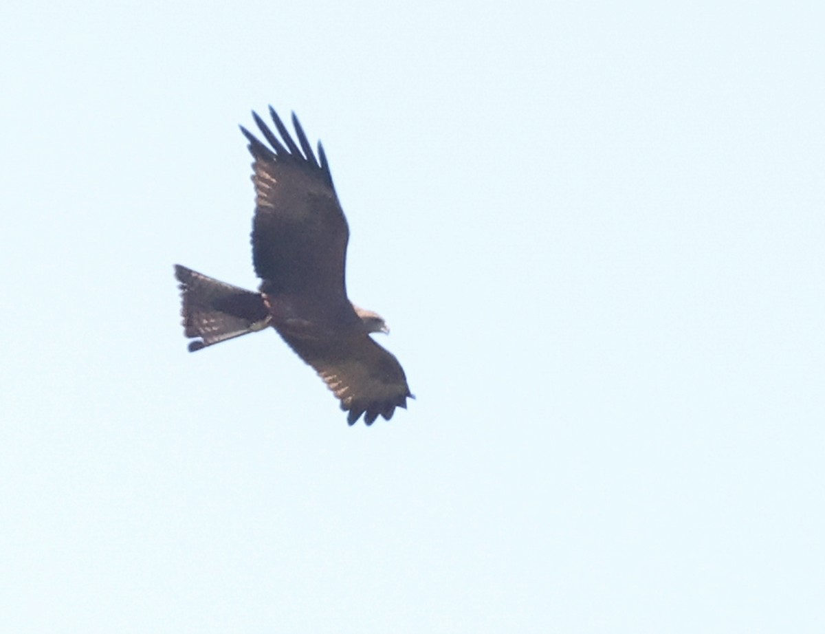 דיה שחורה (מערבית) - ML644147163