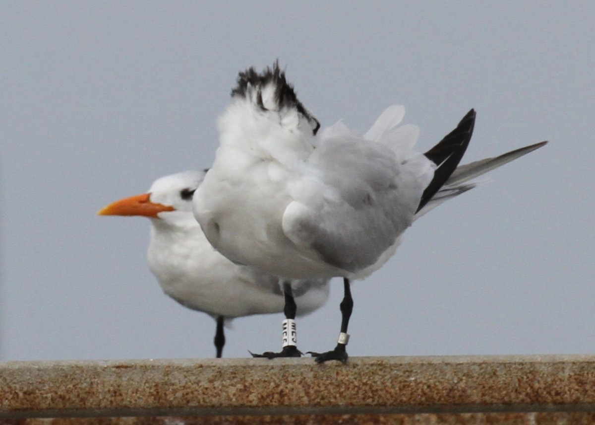 Königsseeschwalbe - ML644147173