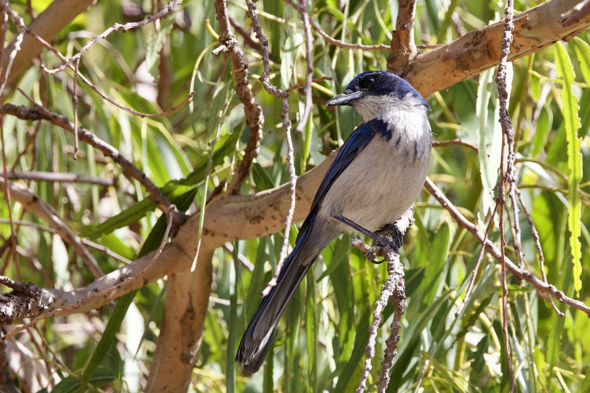 Chara de Santa Cruz - ML644147174