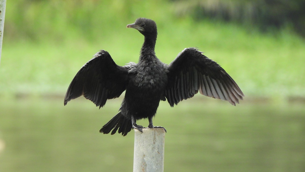 アジアコビトウ - ML644147177