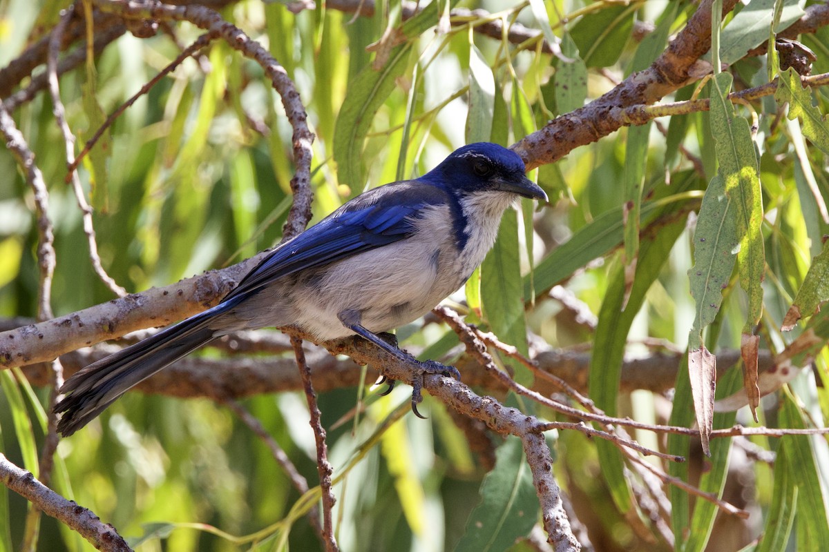 Chara de Santa Cruz - ML644147178