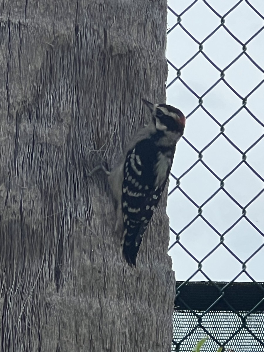 Пушистый дятел - ML644147182