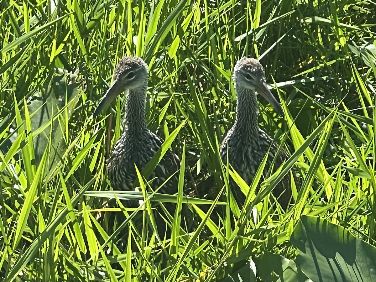 Limpkin - ML644147216