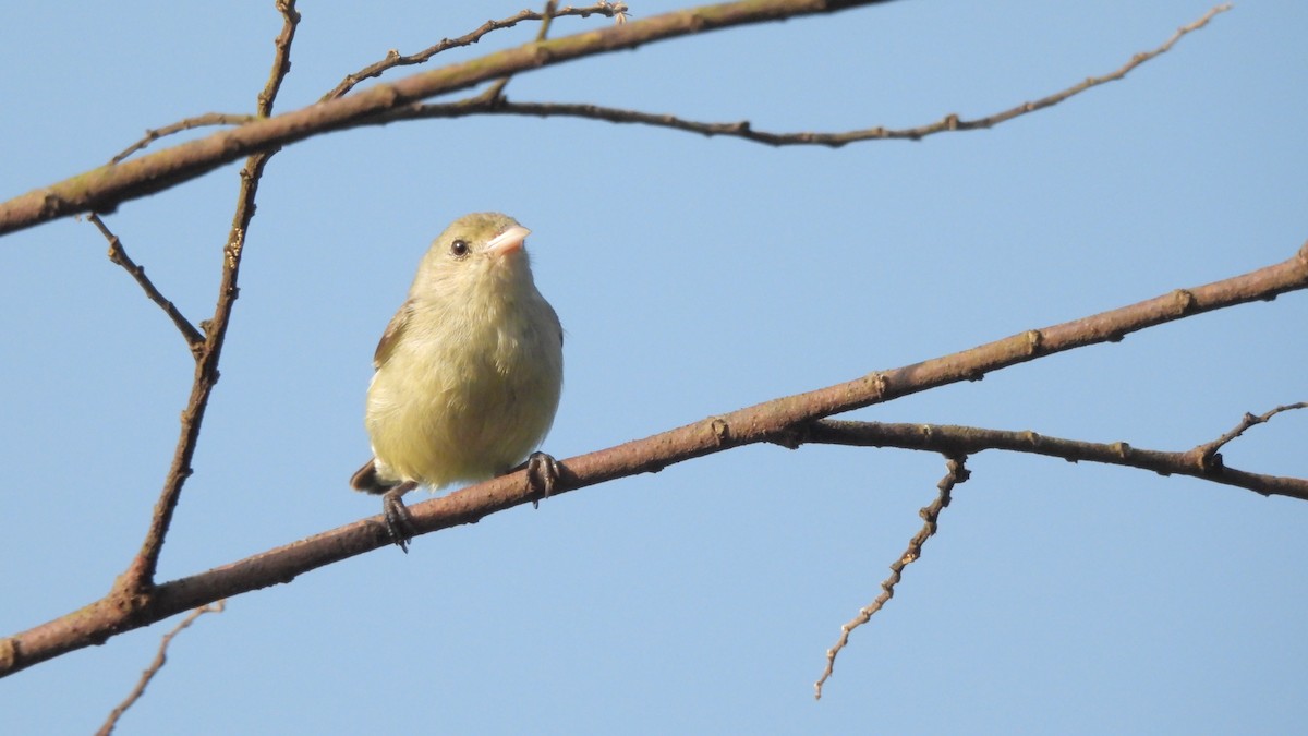 Pale-billed Flowerpecker - ML644147235