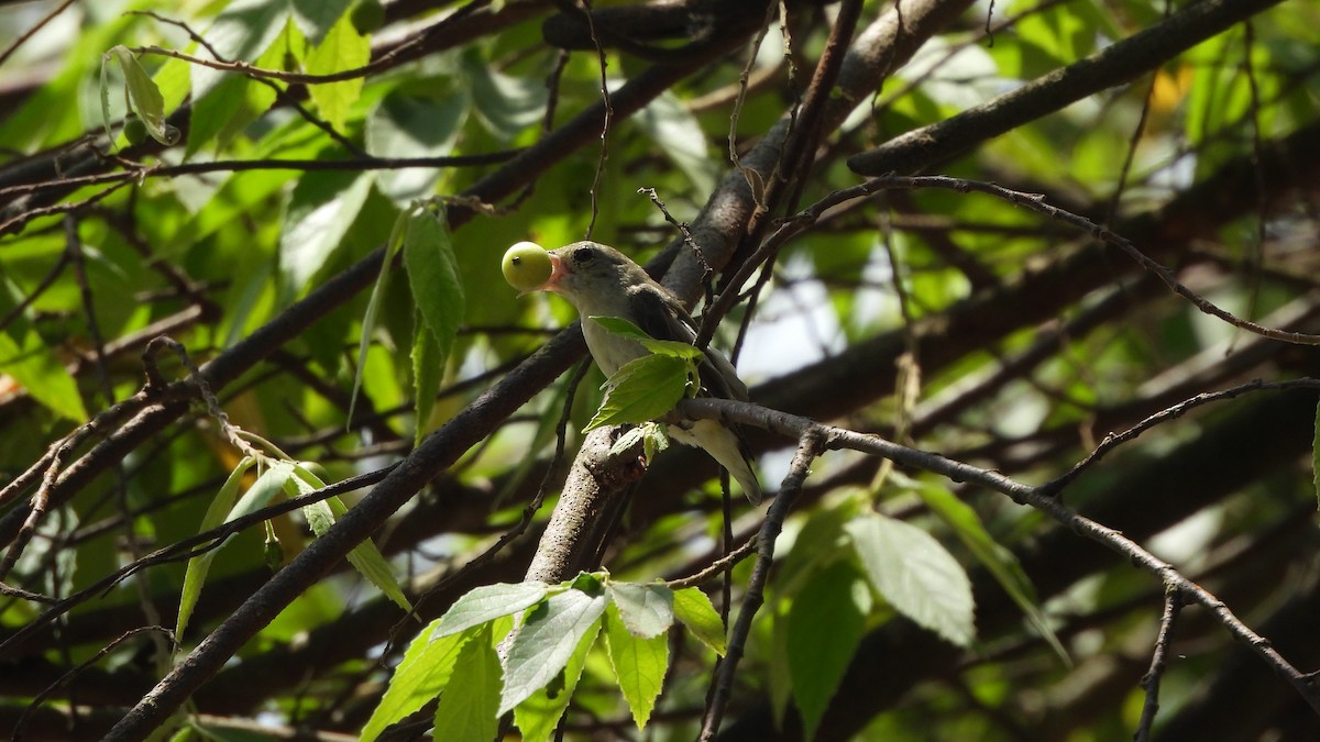 Pale-billed Flowerpecker - ML644147238