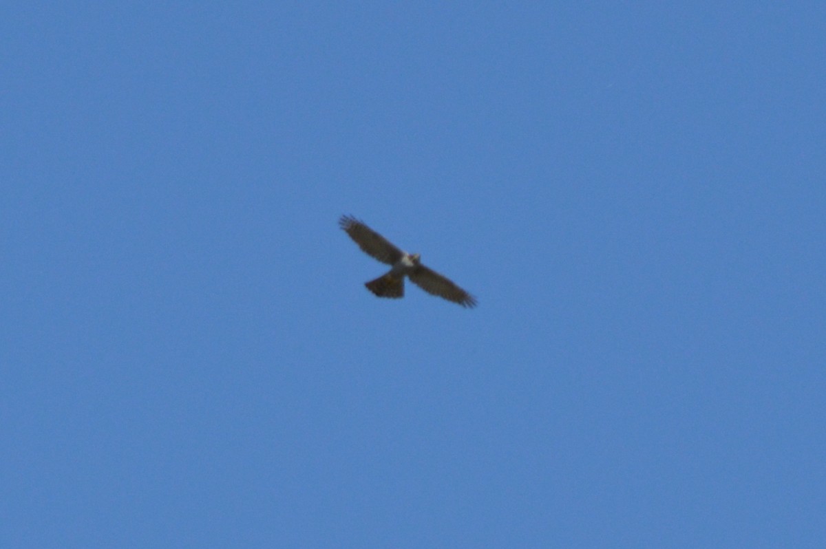 נץ גדול - ML644147256