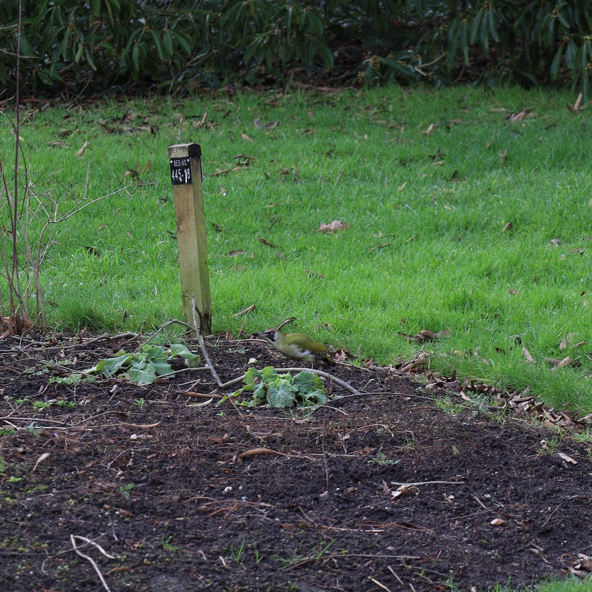 Eurasian Green Woodpecker - ML644147262