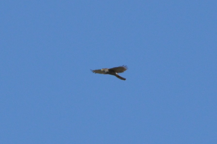 נץ גדול - ML644147275