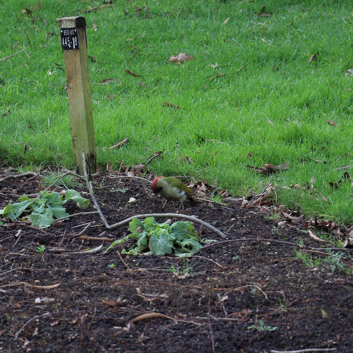 Eurasian Green Woodpecker - ML644147282