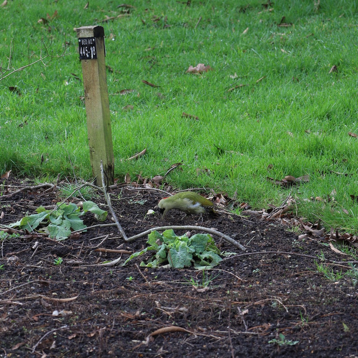 Eurasian Green Woodpecker - ML644147297
