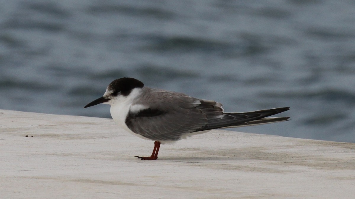 Flussseeschwalbe - ML644147313