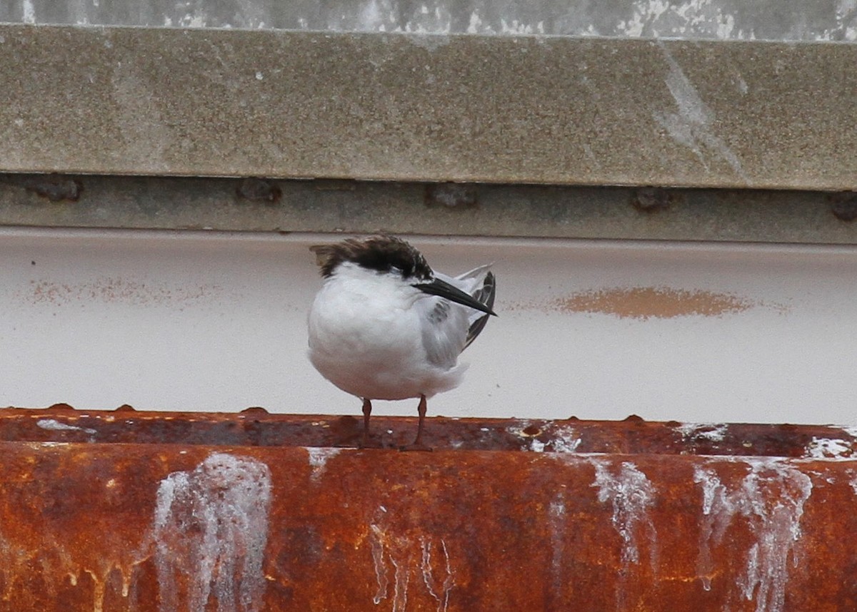 Flussseeschwalbe - ML644147319