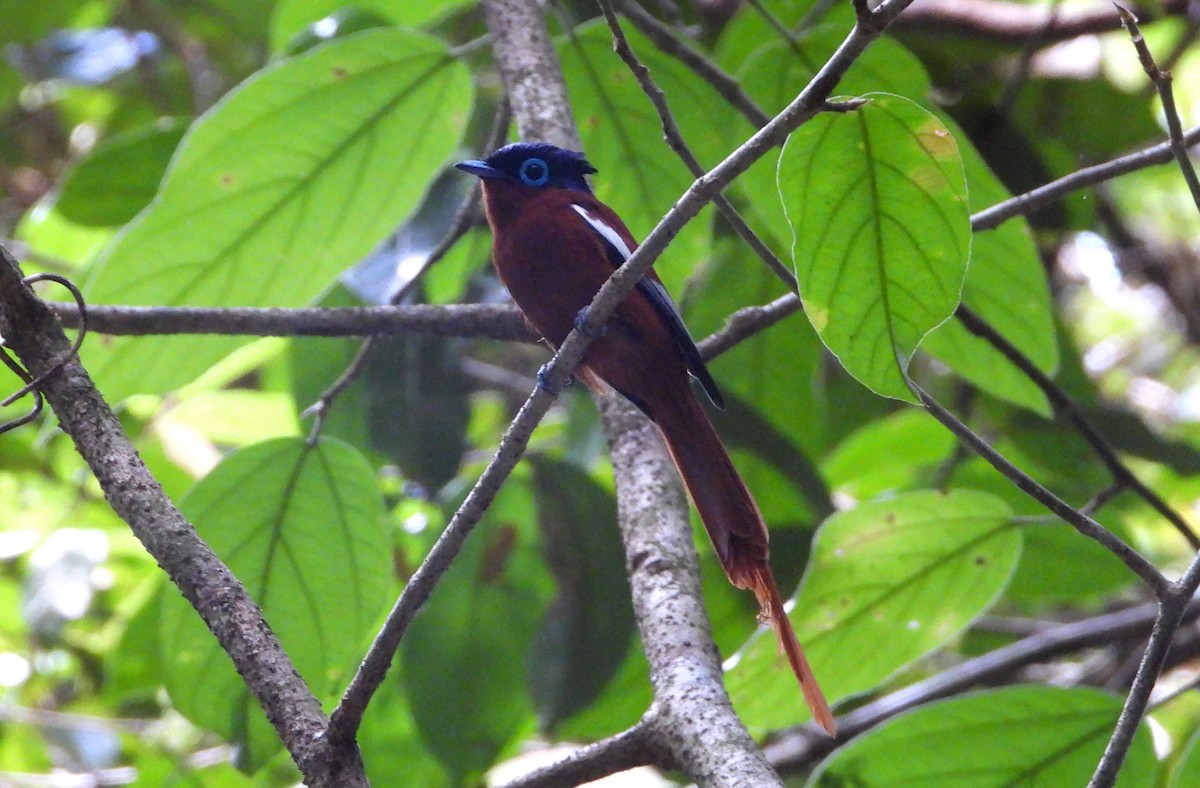 Tchitrec malgache - ML644147335