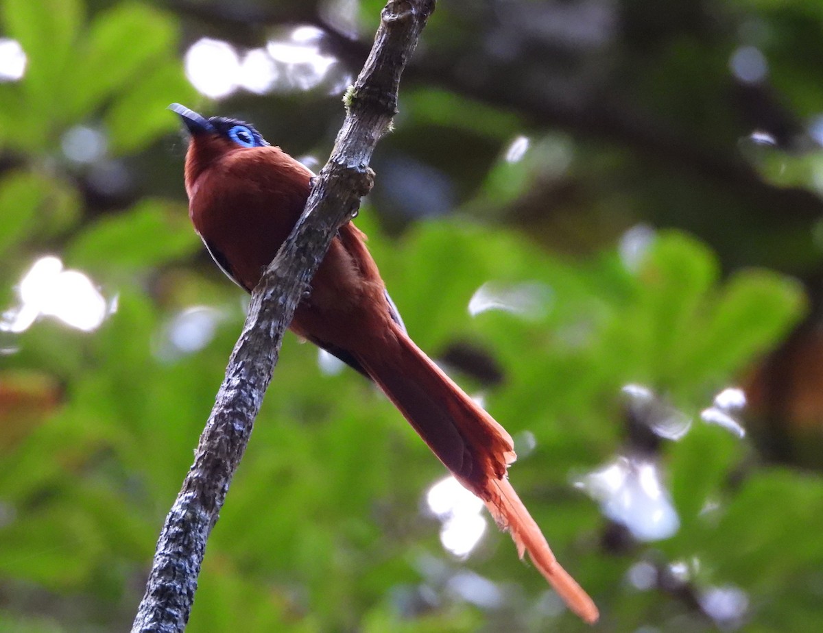 Tchitrec malgache - ML644147336