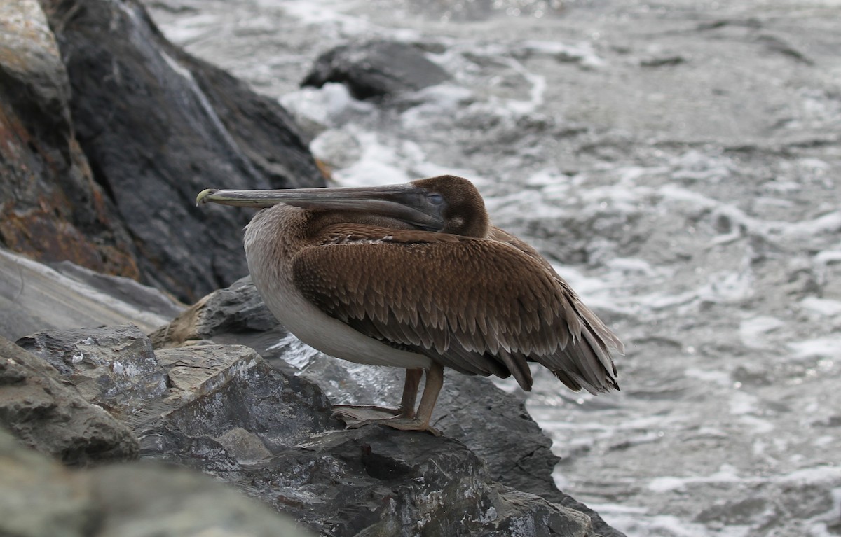 Braunpelikan - ML644147337