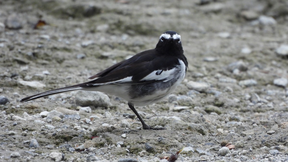 White-browed Wagtail - ML644147338