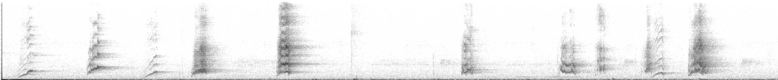 White-throated Magpie-Jay - ML644147373