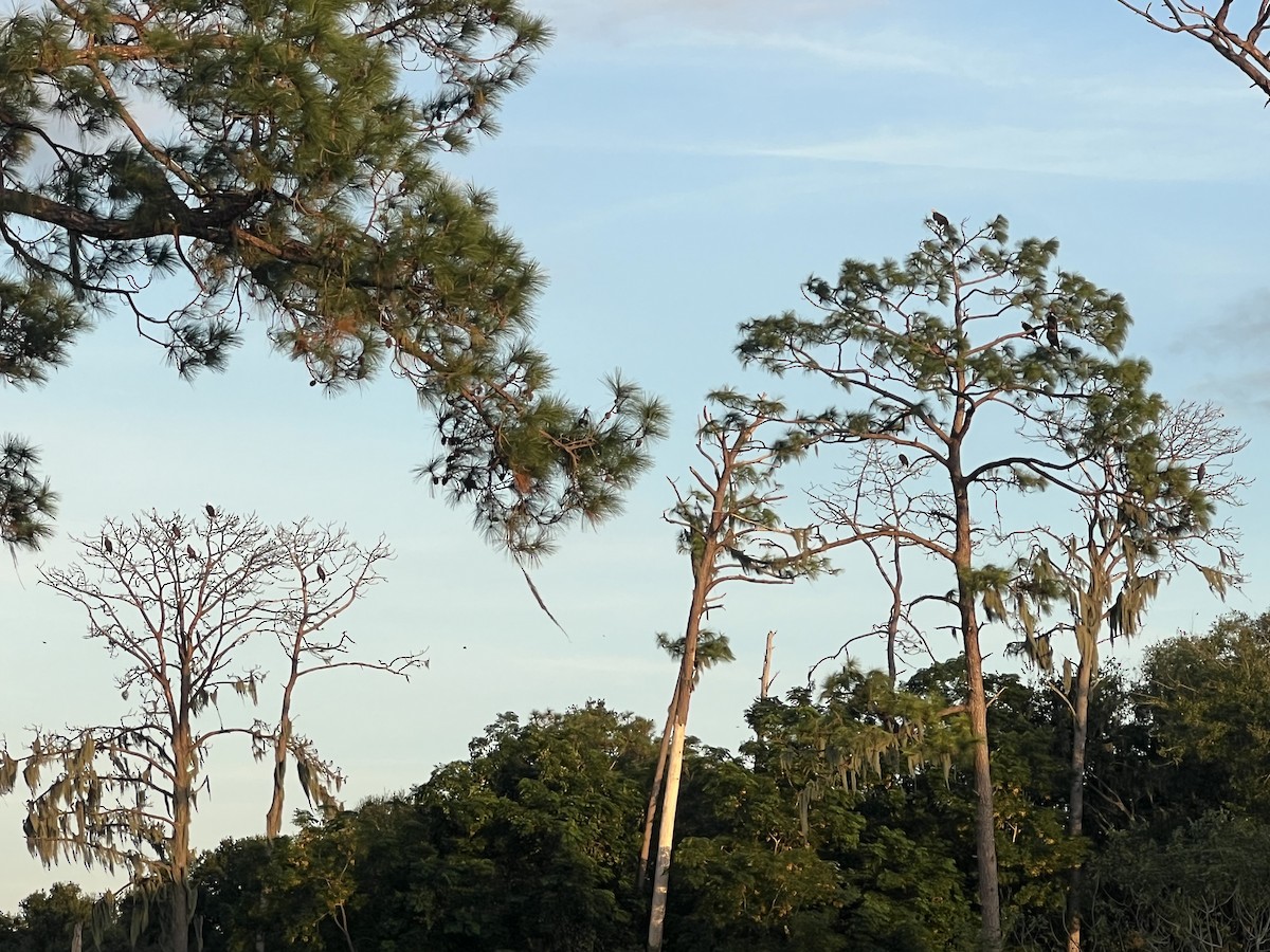 Белоголовый орлан - ML644147387