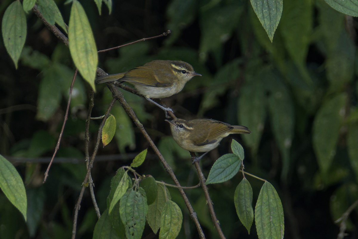 Lompobattang Leaf Warbler - ML644147388