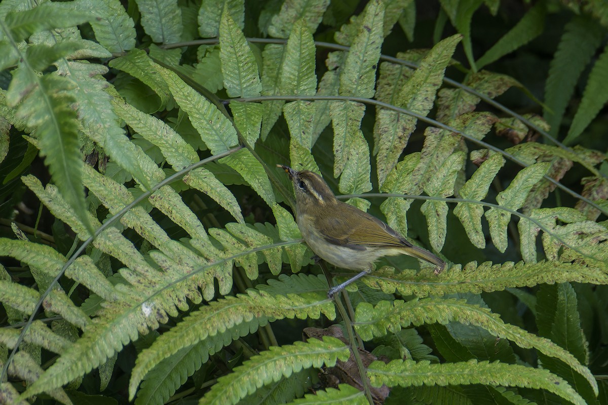 Lompobattang Leaf Warbler - ML644147389