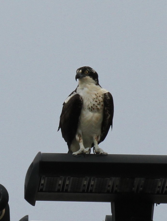 Fischadler - ML644147390