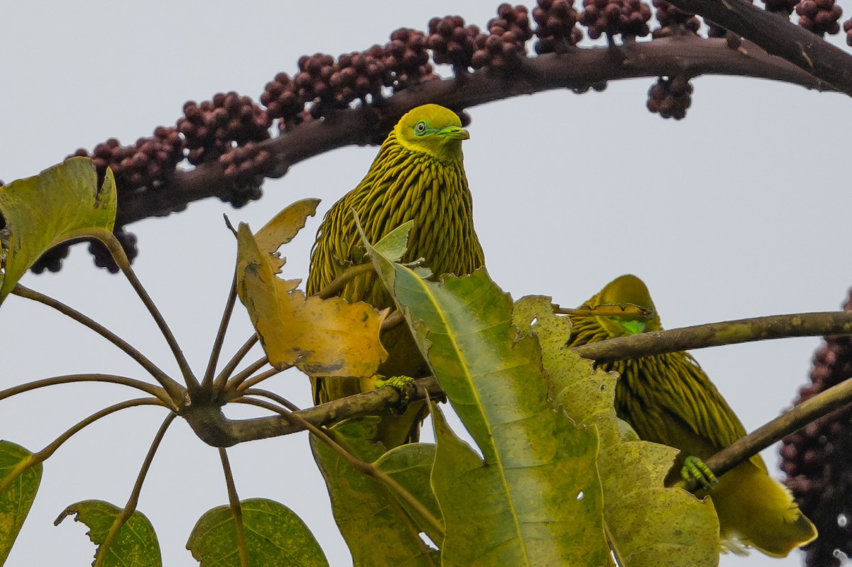 キンミノヒメアオバト - ML644147395