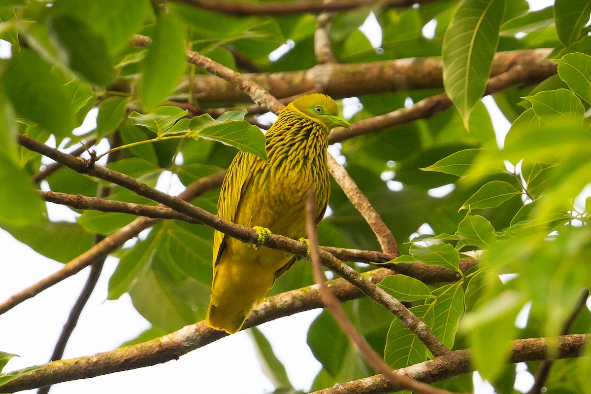 キンミノヒメアオバト - ML644147396