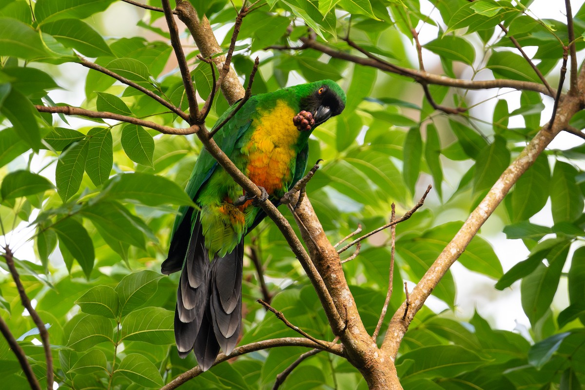 Maskeli Papağan - ML644147398