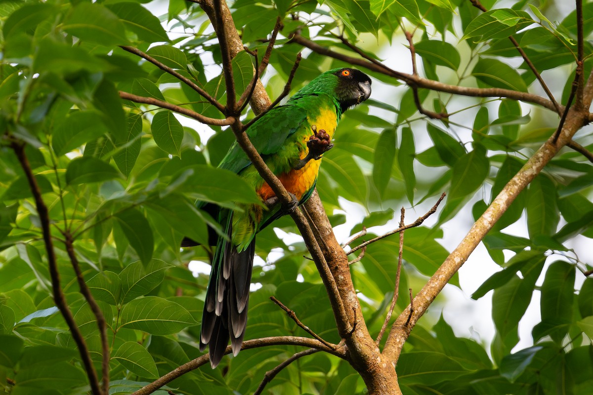 Maskeli Papağan - ML644147399