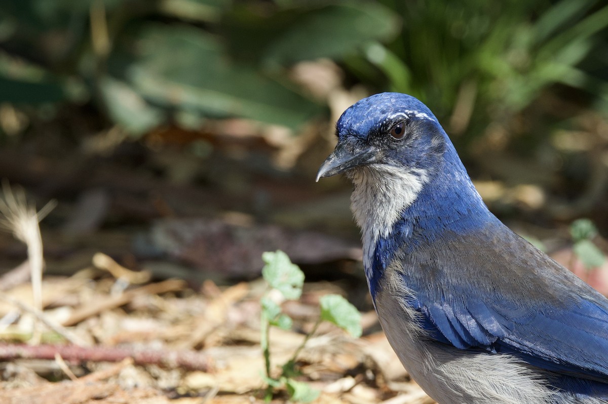 Chara de Santa Cruz - ML644147400