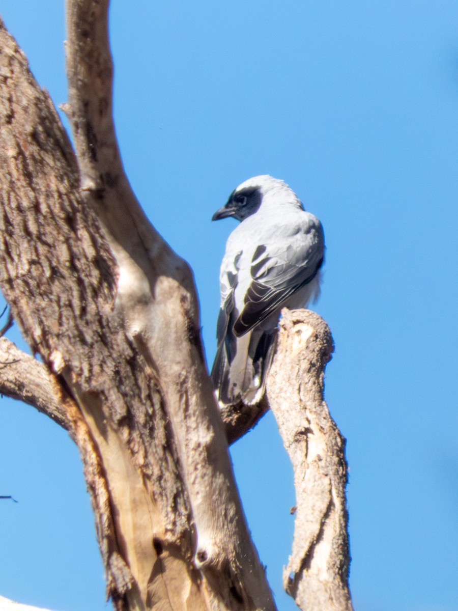 Black-faced Cuckooshrike - ML644147407