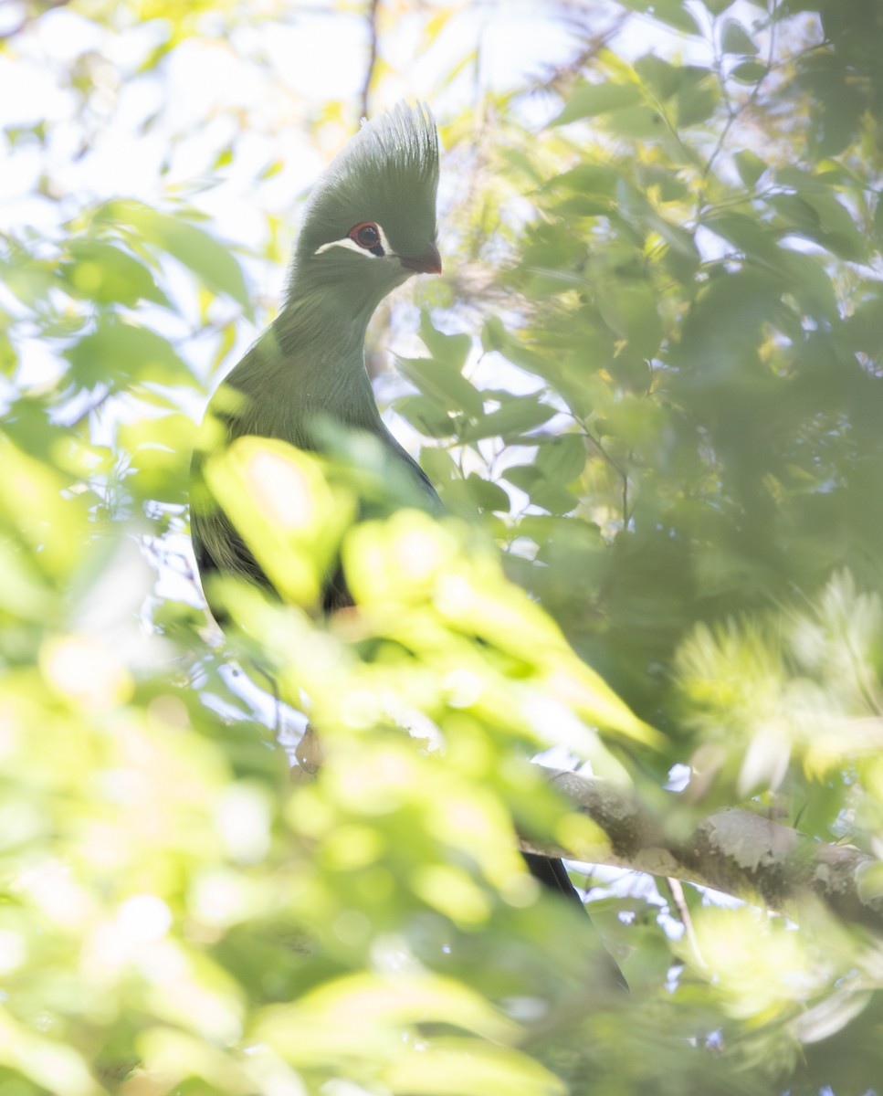 natalturako (corythaix) - ML644147408