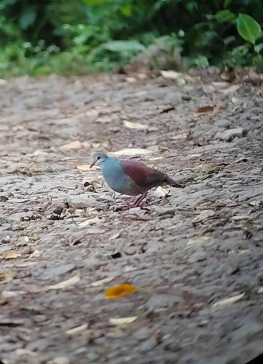 Costa-Rica-Taube - ML644147434