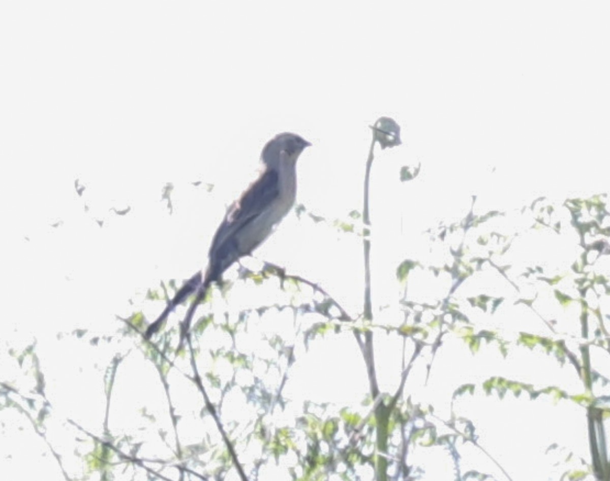 Red-collared Widowbird - ML644147435