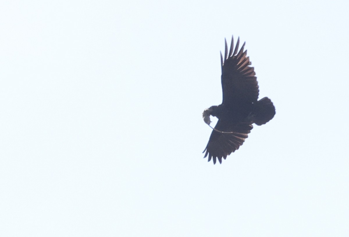 White-necked Raven - ML644147441