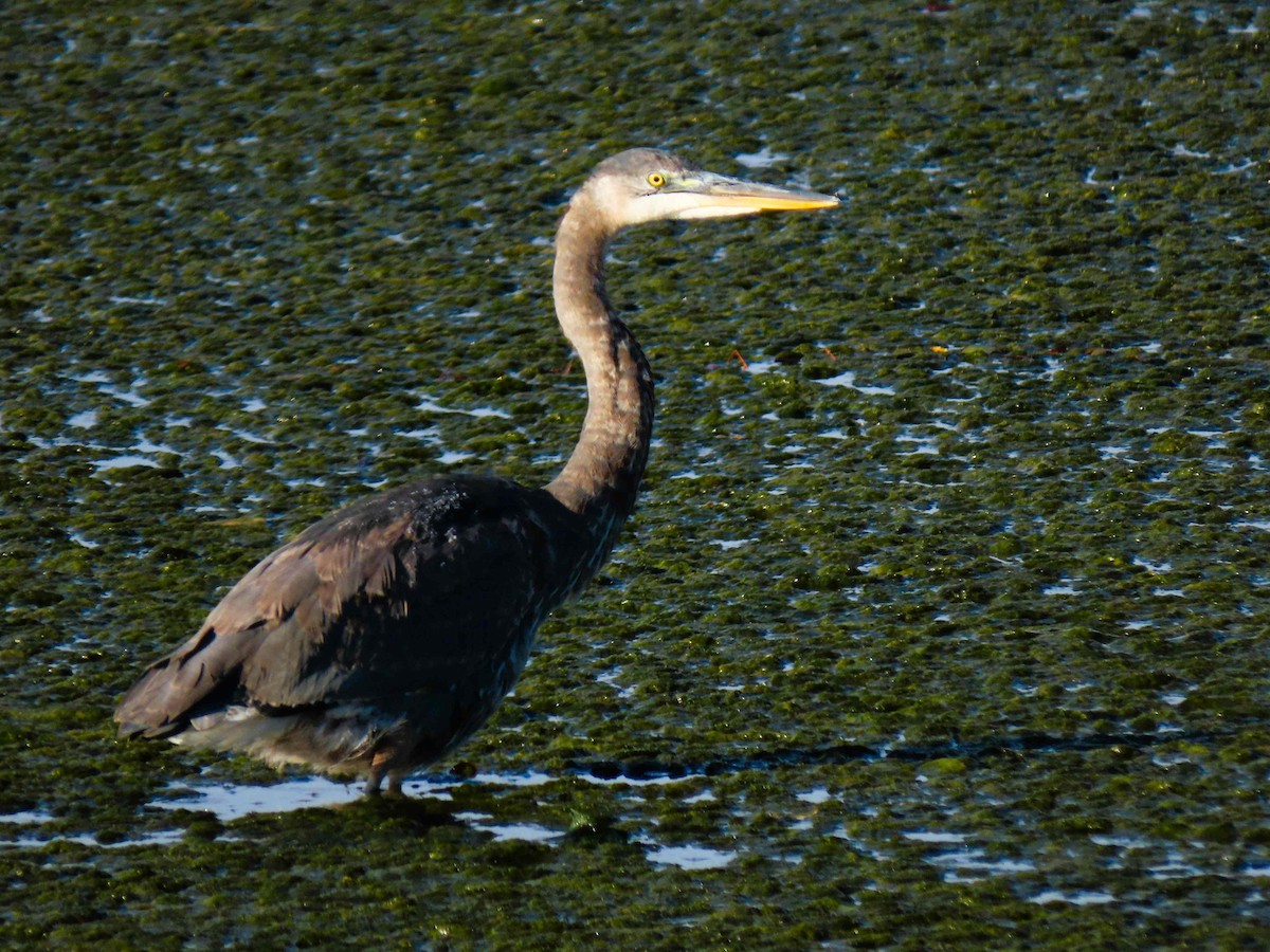 Great Blue Heron - ML644147442