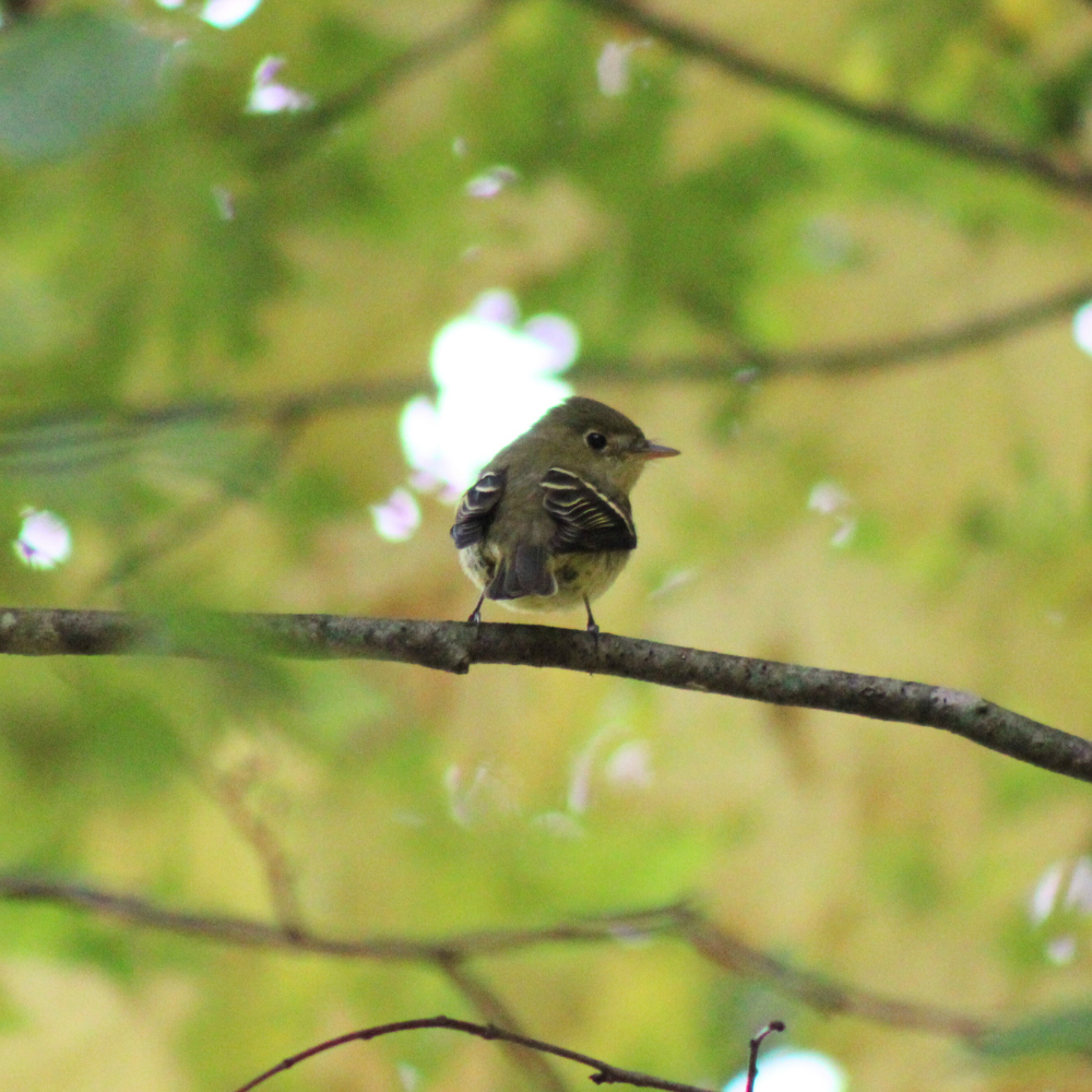 Yellow-bellied Flycatcher - ML644147460